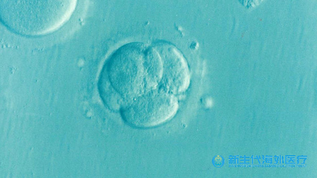 泰國試管第五天會出報告